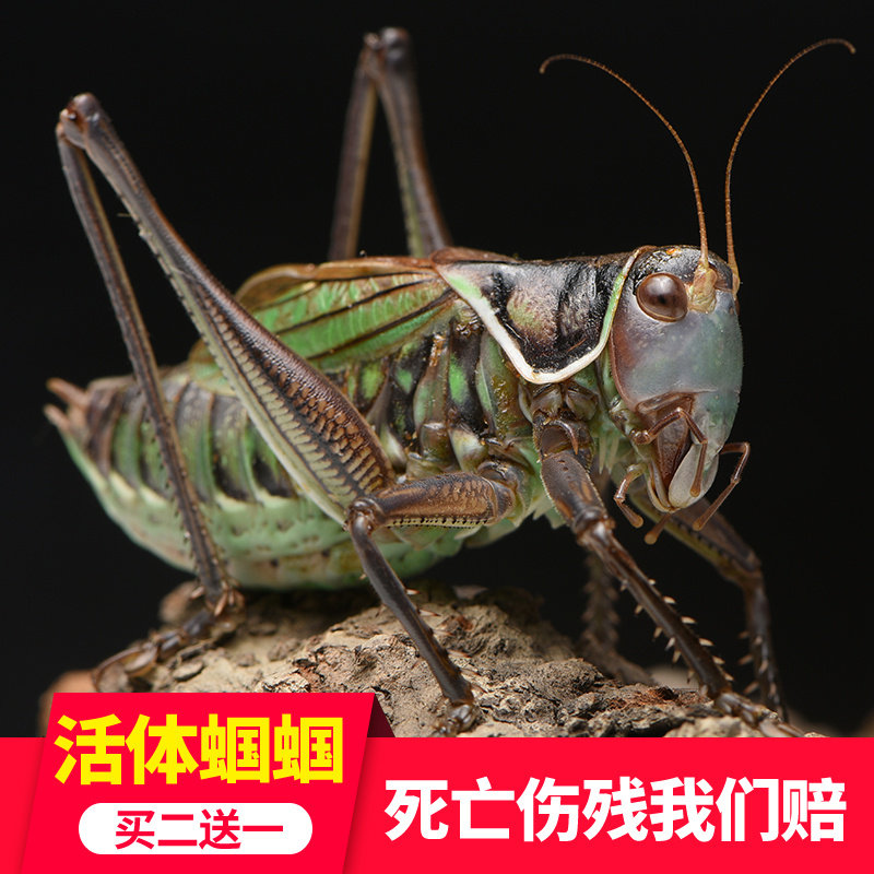 蝈蝈活虫笼子叫罐饲料鸣虫高端铁皮叫蝈蝈食物批冬蝈蝈发大号活物