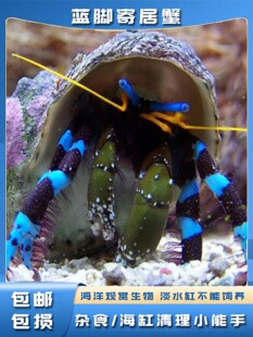 海洋观赏宠物蓝白寄居蟹海水可爱杂食清洁工好养耐活小丑鱼伴侣