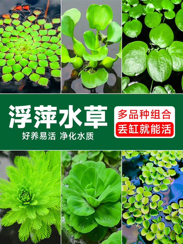 大鱼池水葫芦水草浮萍水上植物水生和鱼共养造景水培鱼缸净化水质