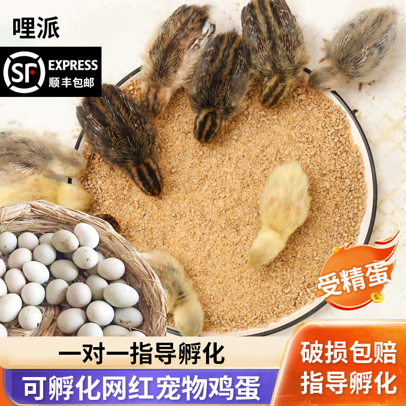 网红迷你宠物鸡受精可孵化蛋德系纯白瓦灰鹌鹑种蛋长不大的小鸡,宠物/宠物食品及用品,宠物鸡,淘宝优惠券,粉丝福利购,淘宝优惠卷