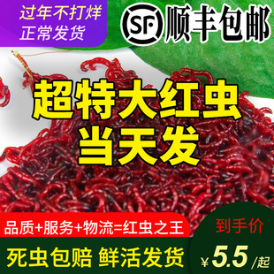 红虫活饵鲜活特大野钓鱼饵钓鱼蚯蚓上饵器公虫天津红虫新鲜拉饵
