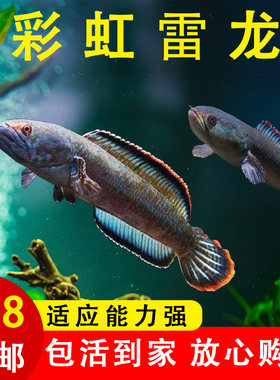 南鳢雷龙鱼观赏鱼冷水鱼龙鱼凶猛七彩雷龙淡水活体彩虹雷龙鱼包邮