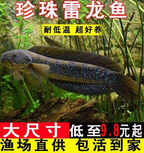 七星鱼淡水养殖凶猛冷水山斑鱼耐氧好活秤星鱼苗观赏珍珠雷龙月鳢