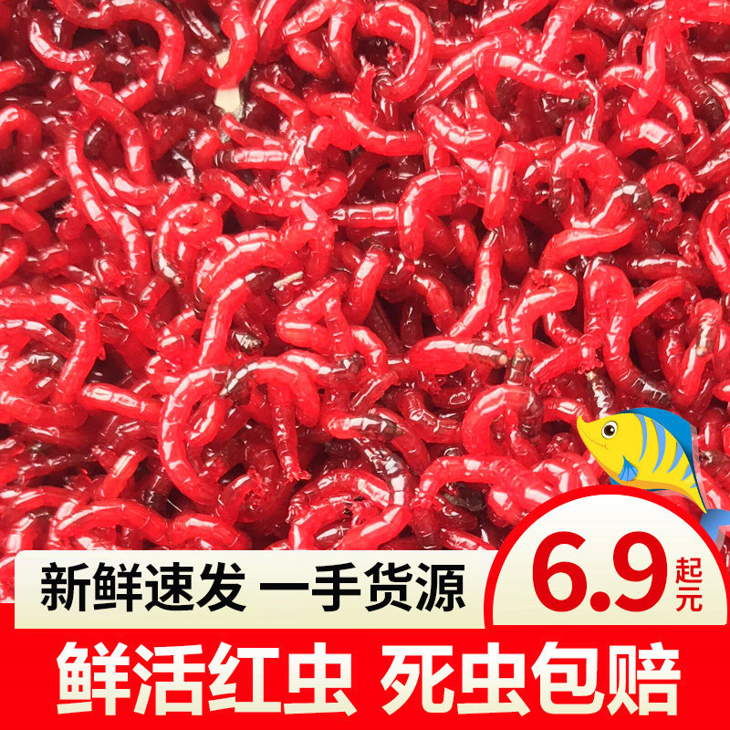 鲜活红虫特大号公虫活体活饵喂鱼饵拉饵鲫鱼野钓饵料钓鱼天津红虫