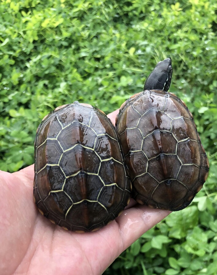 外塘纯种中华草龟安徽黑腹金线观赏水龟情侣招财墨龟宠物小龟活物