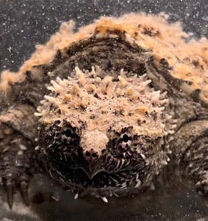 原种纯佛鳄龟爆刺鳄鱼龟幼苗佛鳄龟活物杂佛北美小鳄龟乌龟宠物