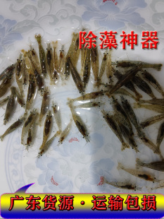 水草缸黑壳虾除藻虾超大号观赏虾淡水清洁工具草虾鲜活龟饲料活体