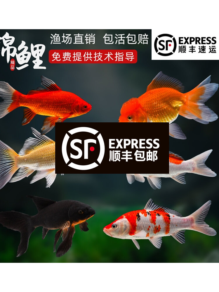 顺丰锦鲤鱼活鱼冷水淡水鱼苗观赏鱼金鱼小型好养耐活纯种红白三色
