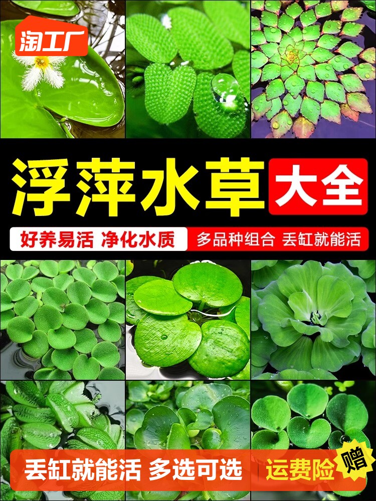 浮萍水草植物鱼缸造景水培植物和鱼共养一叶莲水芙蓉水葫芦套餐
