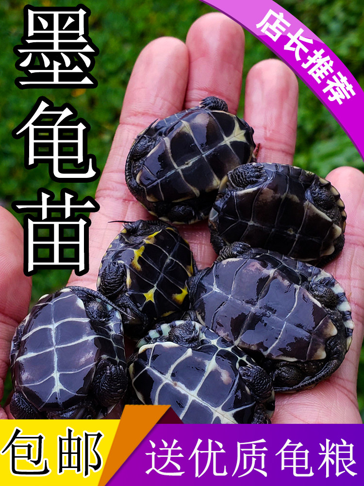 墨龟苗活体全黑小乌龟活物黑腹外塘中华草龟苗巴西龟宠物观赏水龟