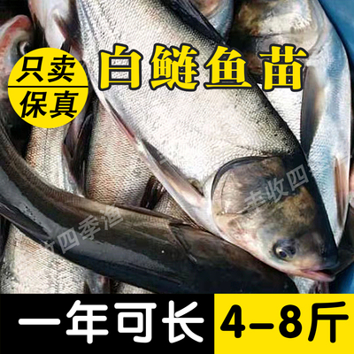 白鲢鱼苗大头鱼胖头鱼花鲢鱼苗鳙鱼苗雄鱼苗食用淡水养殖包邮活