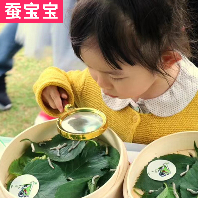 蚕宝宝活物体蚕卵和桑叶新鲜七彩天然彩色饲养箱学生养蚕套装别墅