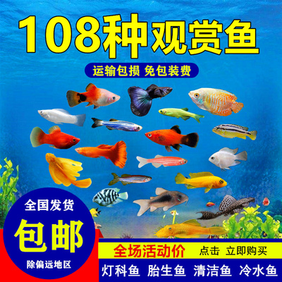 耐活的观赏鱼活体冷水淡水红绿灯鱼清道夫草缸热带鱼混养套餐小型