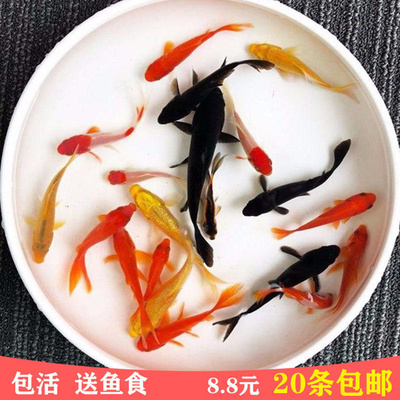 观赏鱼不用加温草金金鱼冷水易养宠物小红草锦鲤活体鱼苗包邮喂食