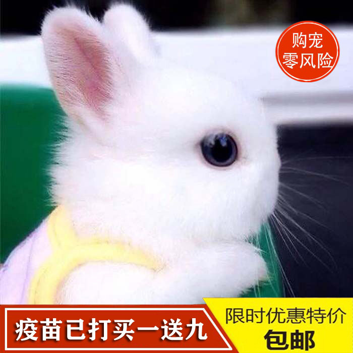 兔子活物宠物礼品活物侏儒兔活体长不大迷你小型凤眼茶杯兔宿舍
