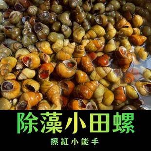 观赏螺除藻擦缸工具螺小田螺石螺宠物螺鱼缸吃粪螺垃圾藻类清洁螺