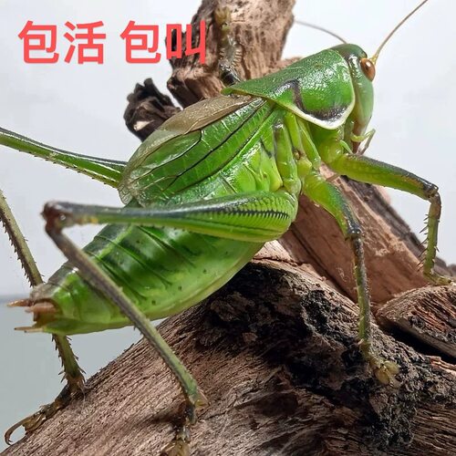 蝈蝈活鸣虫新脱超大铁皮叫蝈蝈笼子天津绿大肚翡翠平谷冬蝈蝈茶宠