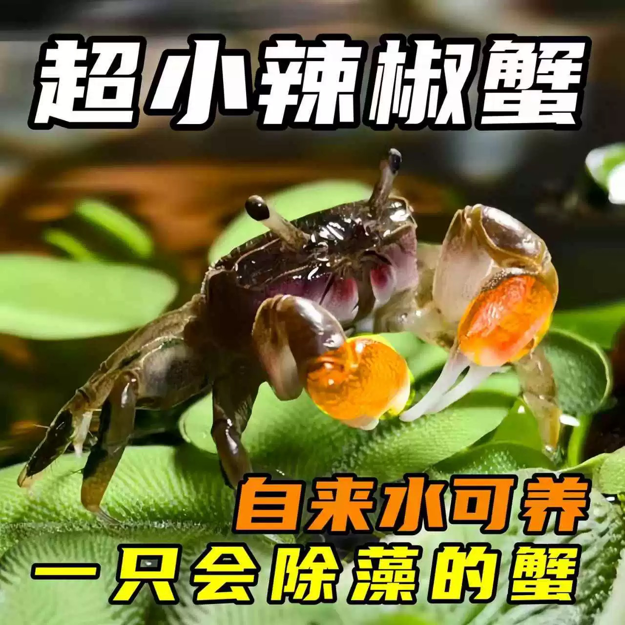 辣椒蟹小螃蟹淡水原产地批发