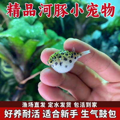 河豚金娃娃淡水观赏鱼潜水艇小型生气鼓肚子斑马狗头鱼巧克力娃娃