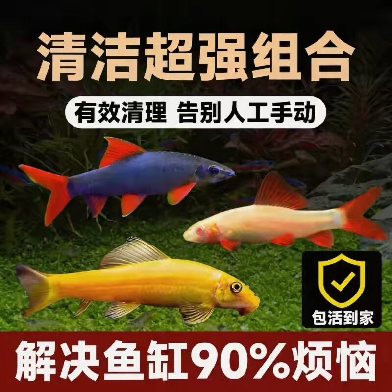 热带鱼清道夫清道夫活体彩虹鲨彩虹鲨清道夫活体清洁鱼清道夫活体