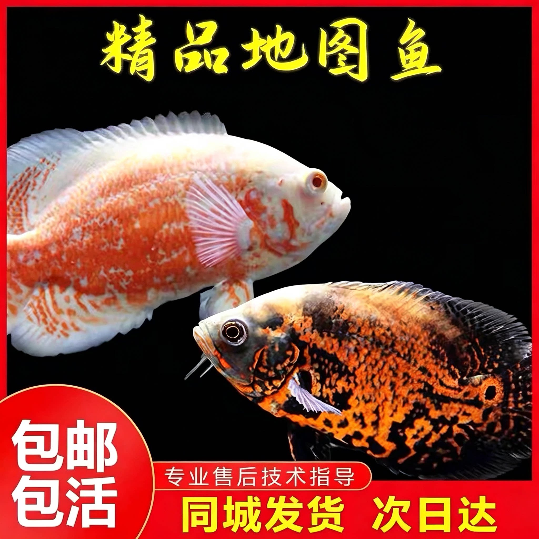 黑白地图鱼活体猪仔鱼花猪鱼大型热带观赏鱼银龙鱼鹦鹉鱼