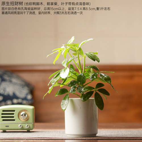 绿植香氏耐阴好养鸭脚木招财树
