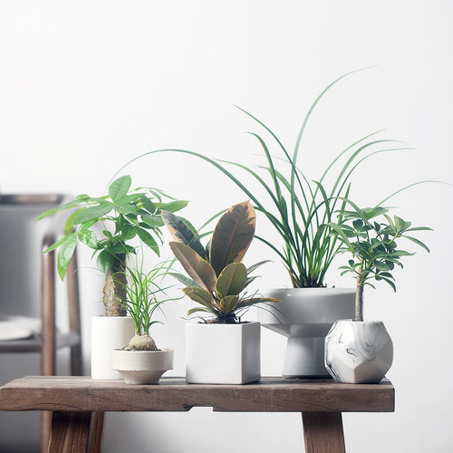 陶瓷盆种好室内好养耐阴懒人植物