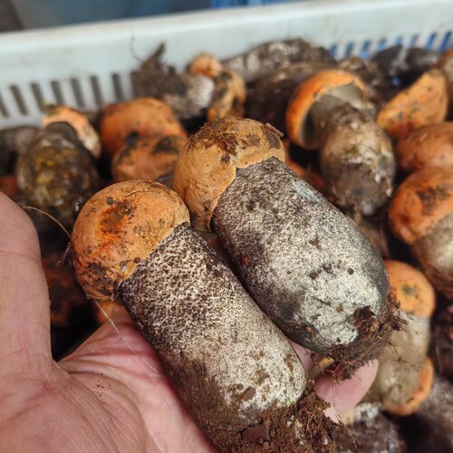 高原新鲜野生牛肝菌美味乔巴菌