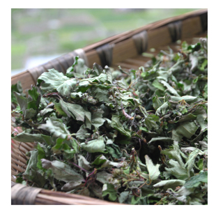 2025新茶康定野生俄色叶高海拔藏茶自然晾晒茶无硫高原野生茶