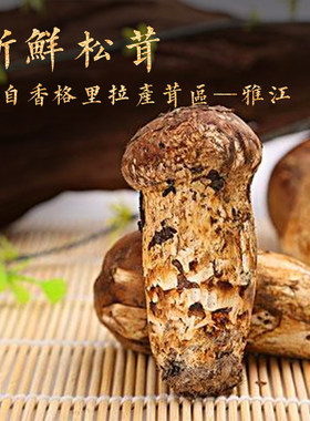 现货2026年新鲜雅江松茸原始森林黑土松茸包顺丰