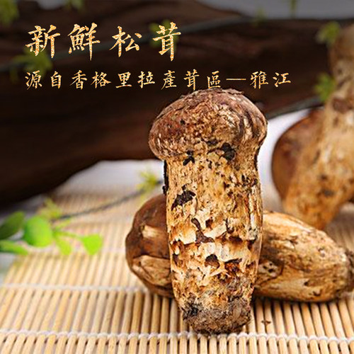 现货2026年新鲜雅江松茸原始森林松茸包顺丰现挖现发