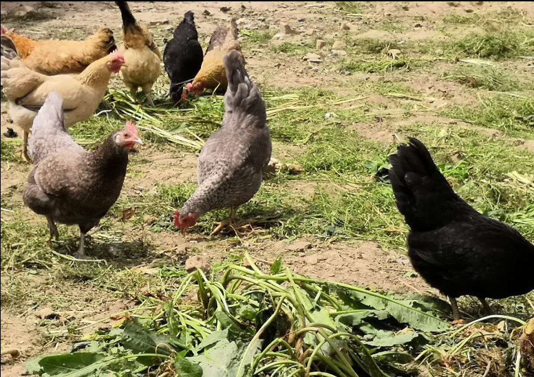 【顺丰包邮】笨母鸡1只 川崎广人小刘固农场散养新鲜老土鸡走地鸡