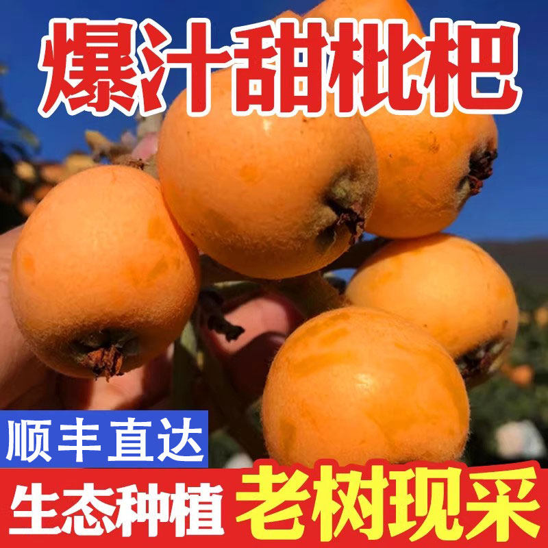 【顺丰包邮】米易甜枇杷四川攀枝花当季现摘大五星果新鲜水果大果