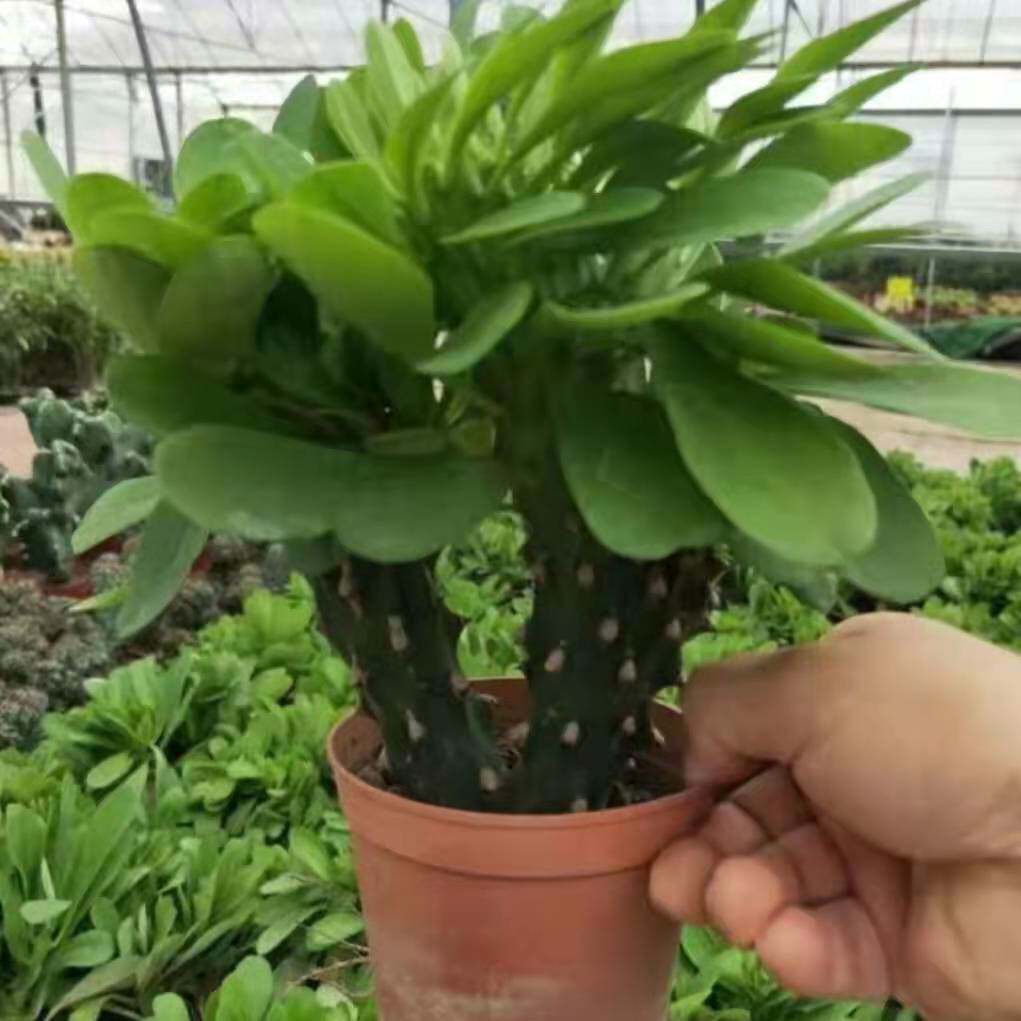 多肉植物玉麒麟盆栽花卉仙人掌麒麟掌观赏盆栽室内多肉净化空气图片
