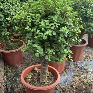 金枝玉叶多肉植物盆栽好养耐旱室内室外大棵老桩四季常青阳台花卉