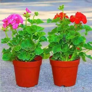 天竺葵花苞大花四季开花盆栽洋绣球花苗重瓣庭院阳台花卉绿植好养