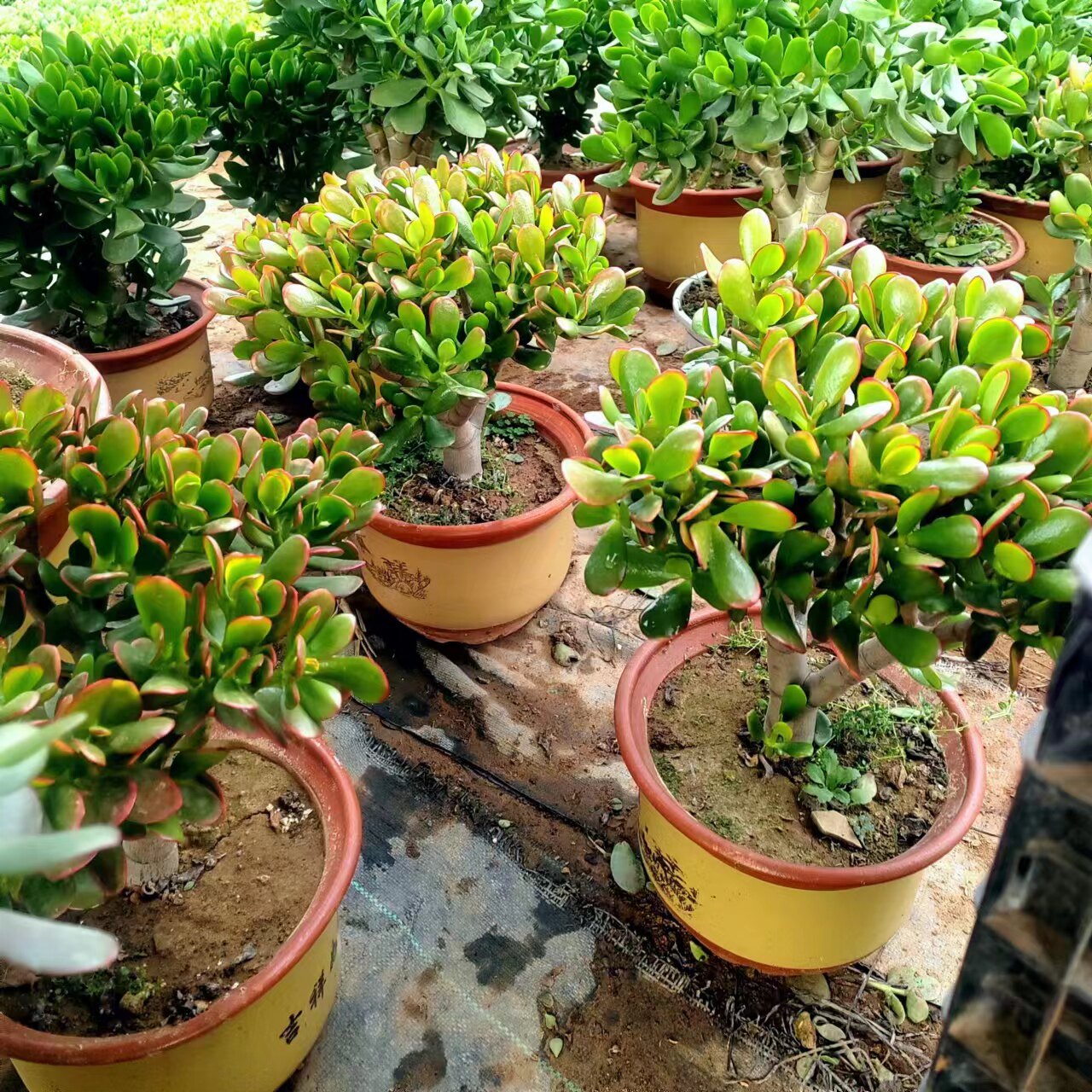 红边玉树盆栽黄金花月多肉植物盆栽耐旱阳台室内绿植玉树翠绿色