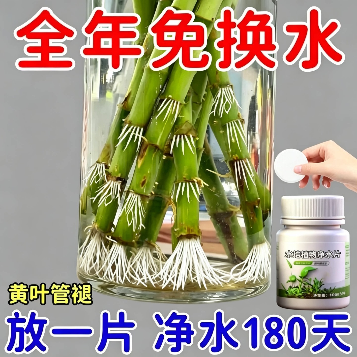 水培植物净水片碗莲富贵竹
