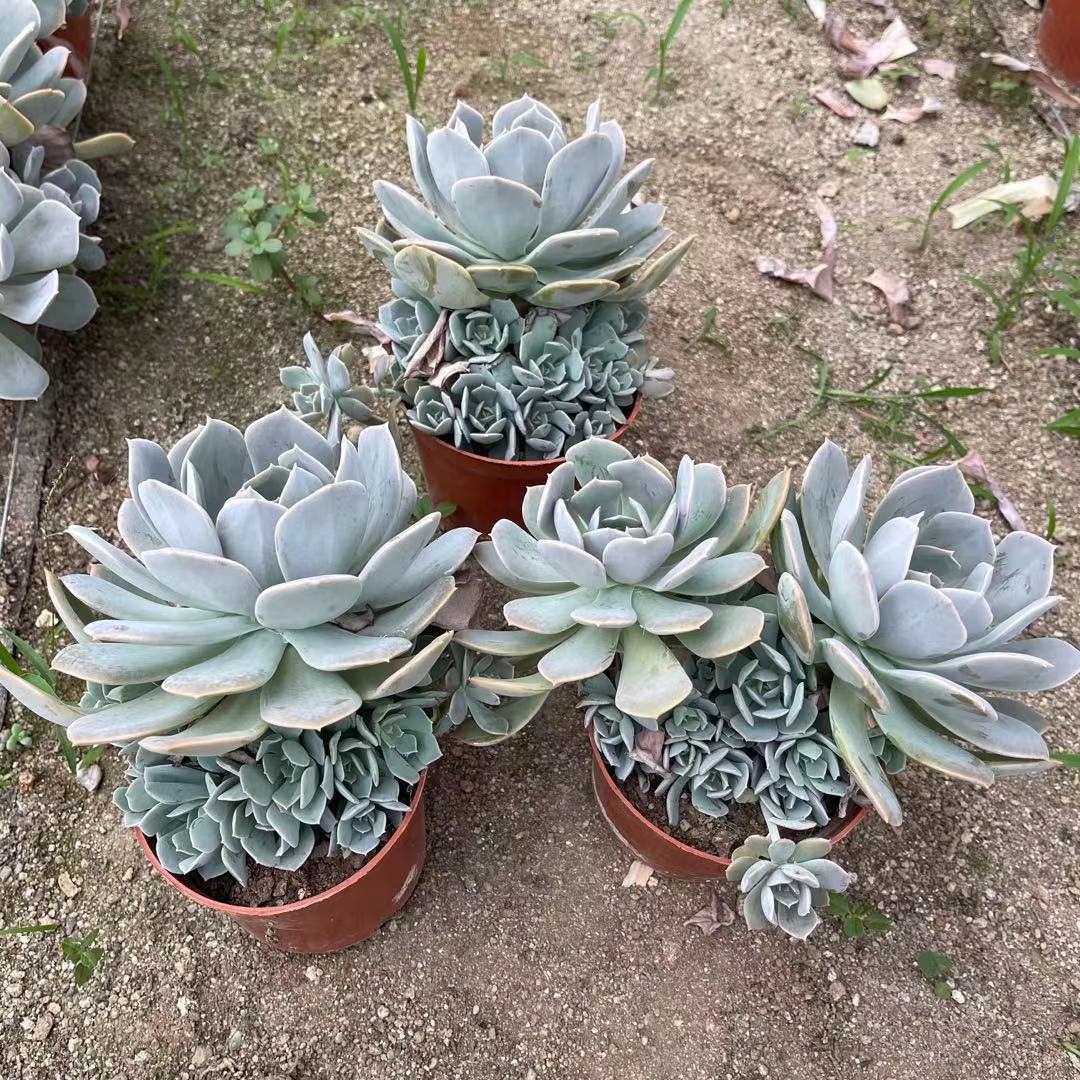 包邮 清仓 鲁氏石莲多头带多崽老桩群 多肉植物盆栽花卉植物绿植