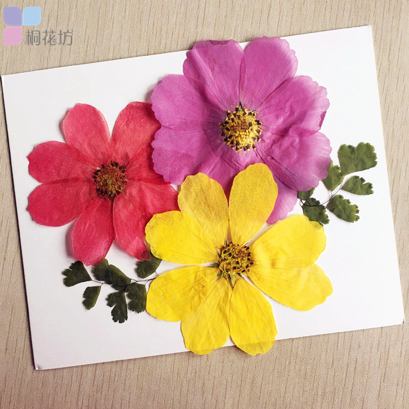 格桑花波斯菊天然真花植物标本干花押花压花材料儿童贴花贴画手工