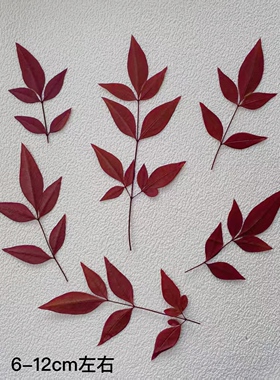 押花压花diy植物标本树叶画框