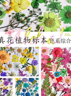 贴脸diy植物标本手工制作干花