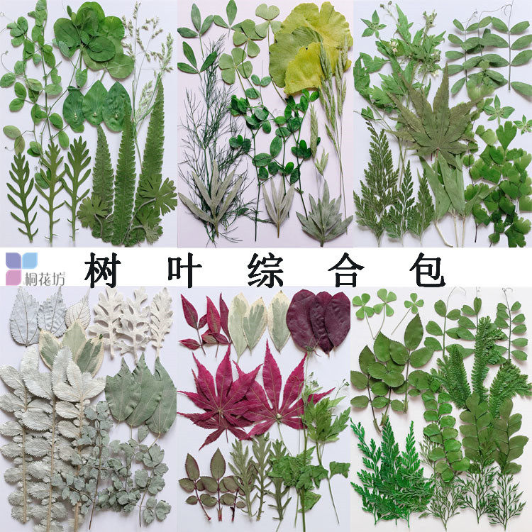 树叶 押花压花干花植物标本花瓣绿叶拍摄道具书签儿童手工材料包