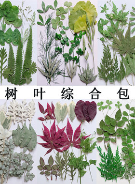 树叶押花压花干花植物花瓣儿童