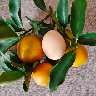 正宗融安金桔第三代脆蜜金桔新鲜现摘发货全甜无酸金橘水果