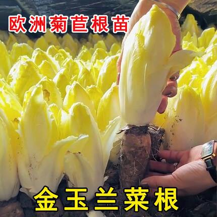 金玉紫玉兰菜根苗欧洲软化菊苣根芽球庭院阳台四季耐寒好栽种批发