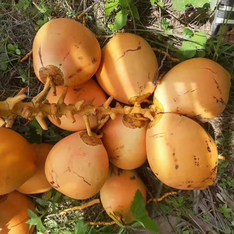 海南金椰子三亚特产新鲜水果黄金红椰9个装包邮现摘带皮送开椰器