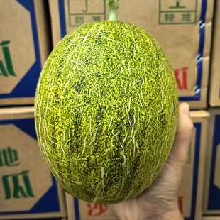 海南青帝蜜瓜倾帝网纹瓜脆甜香甜多汁新鲜应季水果哈密瓜产地直发