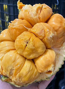 海南榴莲蜜整个7斤新鲜热带水果软糯湿苞小菠萝蜜金钱蜜顺丰包邮