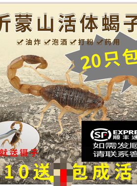 急速发货沂蒙山活体十足全蝎